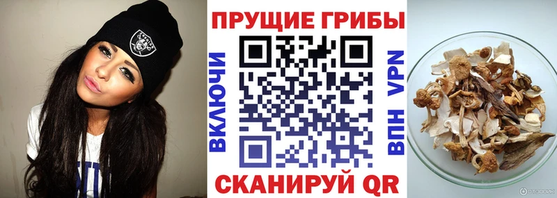 Купить где  Струнино  Псилоцибиновые грибы мухоморы 